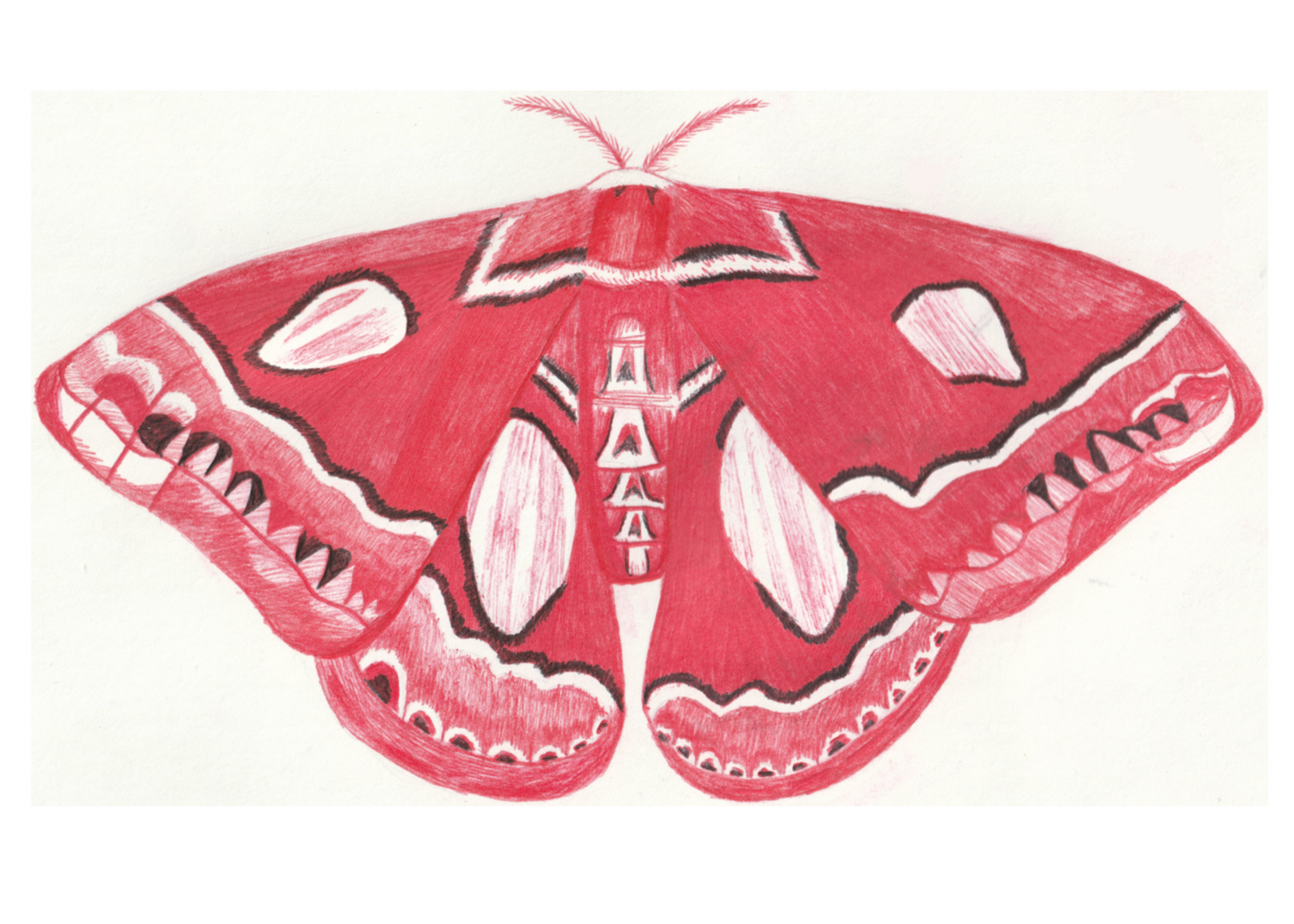 Red Moth